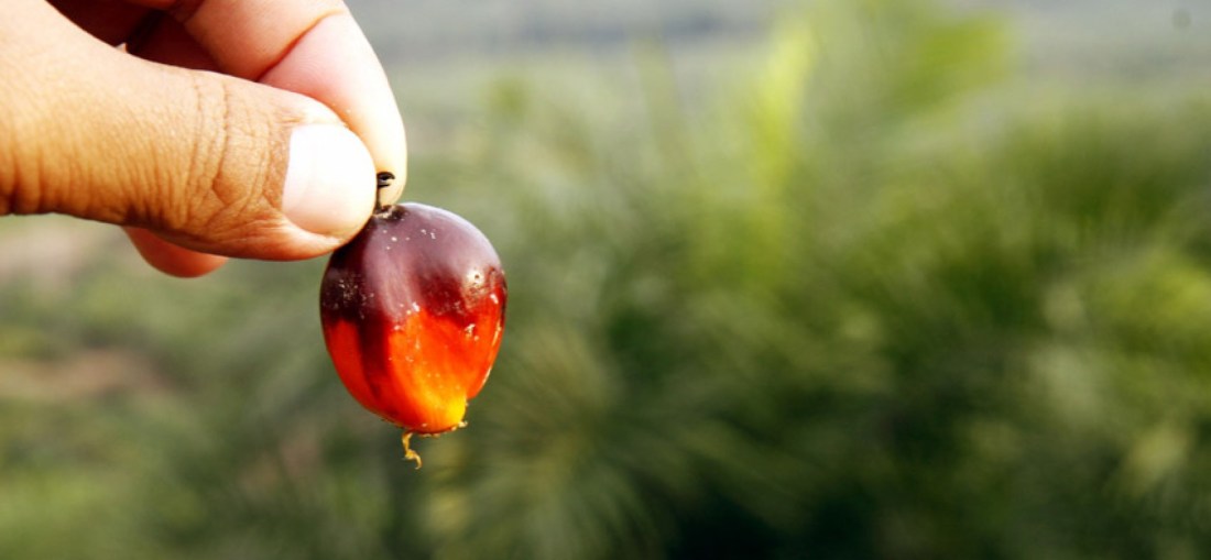 olio-di-palma2-1728x800_c