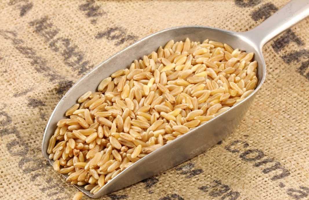 kamut real foods